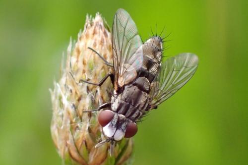 Réf. 343 551 : Metopia argyrocephala